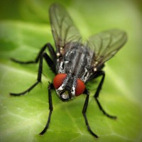 /album/rothransdutom/photolia-a01-jpg/