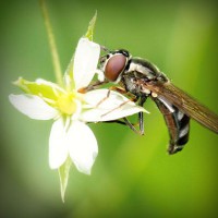 /album/rothransdutom/photolia-a02-jpg/