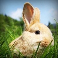 /album/rothransdutom/photolia-a03-jpg/