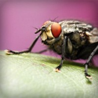 /album/rothransdutom/photolia-a08-jpg/